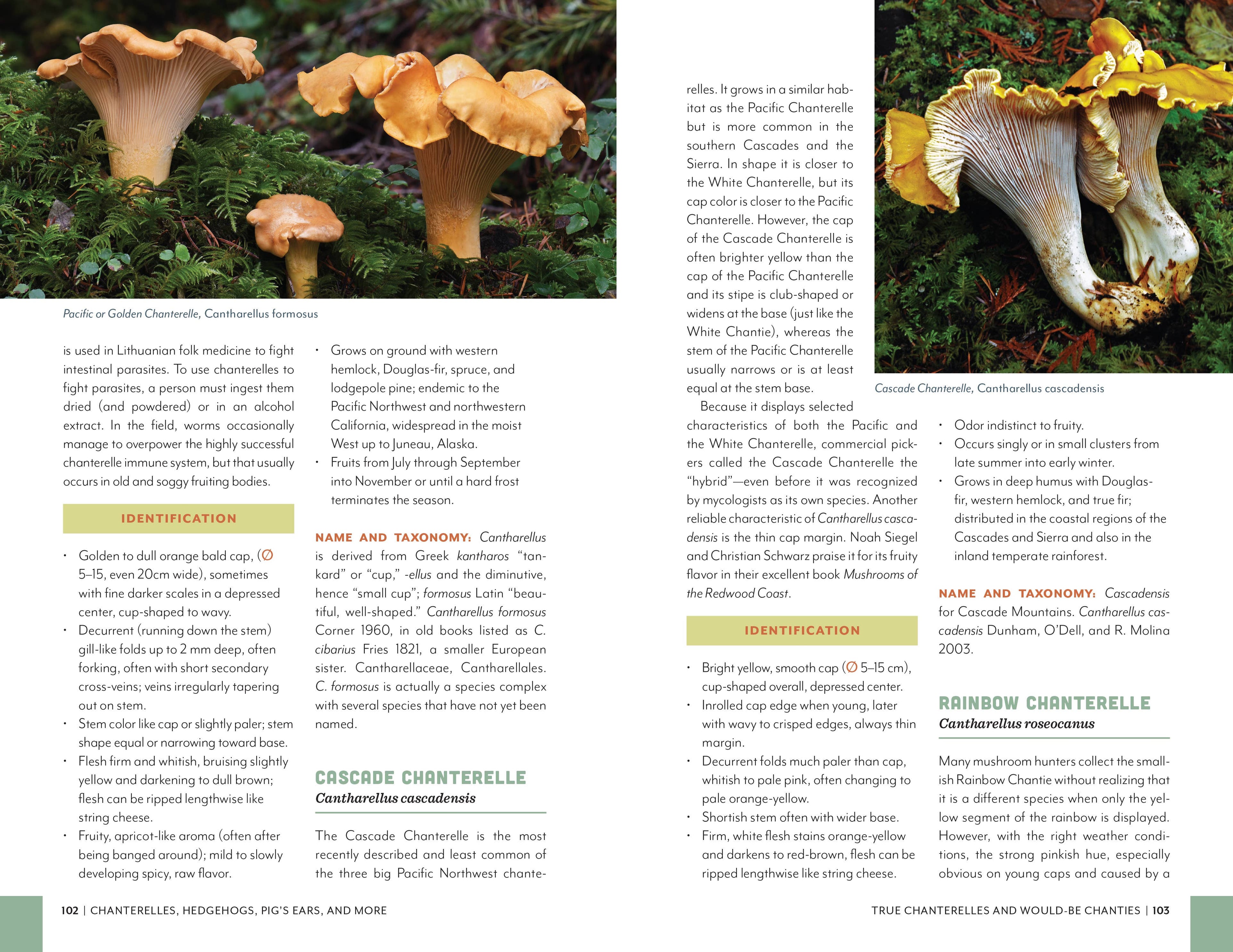 Fruits of the Forest