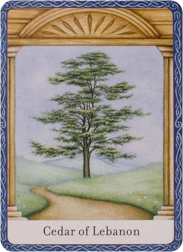 Wisdom Of Trees Oracle Cards Watkins Publishing