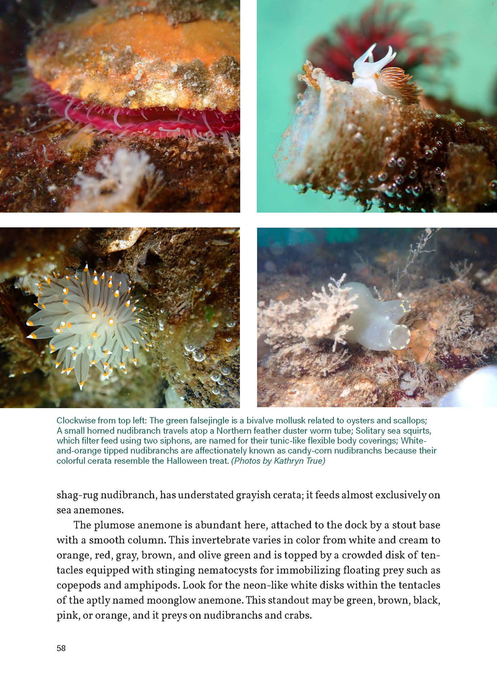 Seattle Field Guide: Explore Nature in the City
