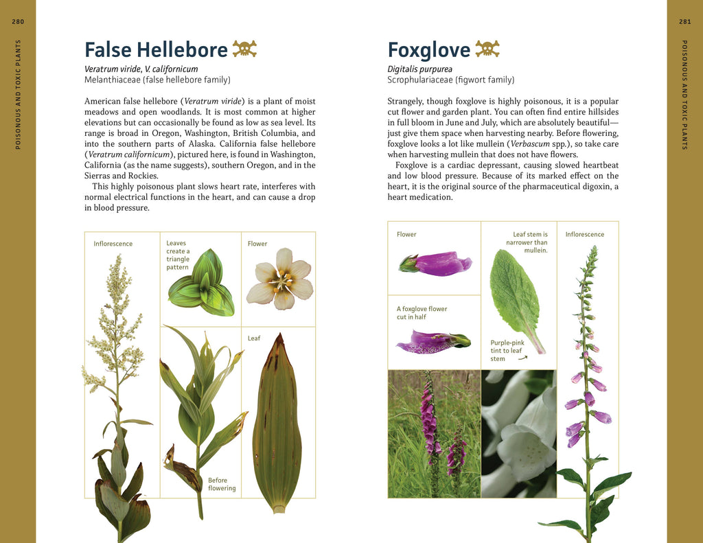Edible Plants of the Pacific Northwest