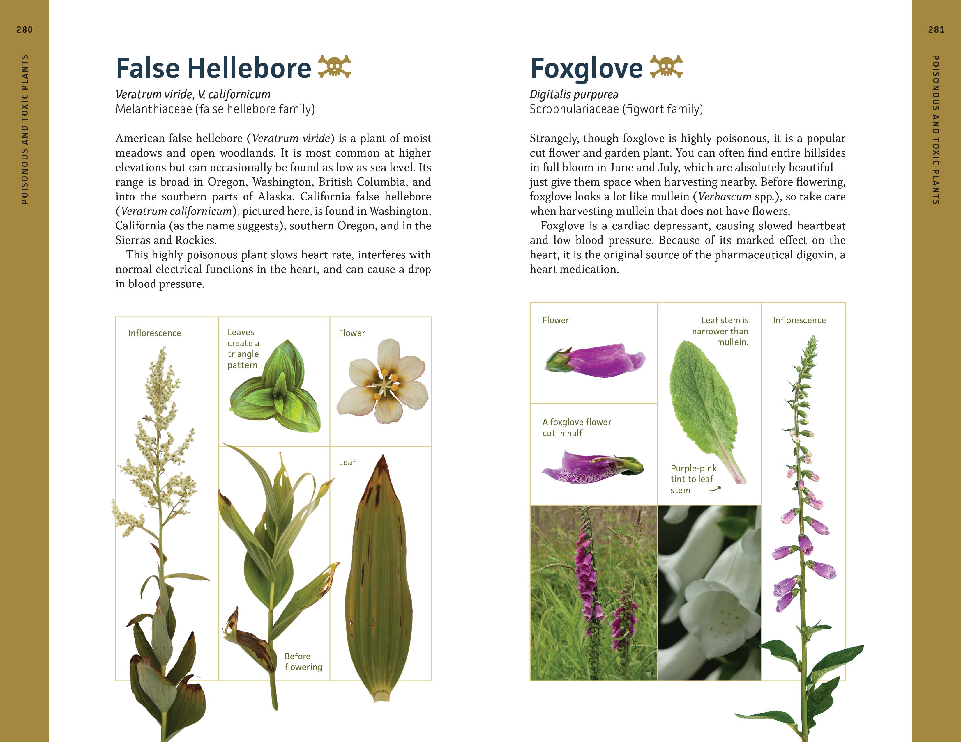Edible Plants of the Pacific Northwest