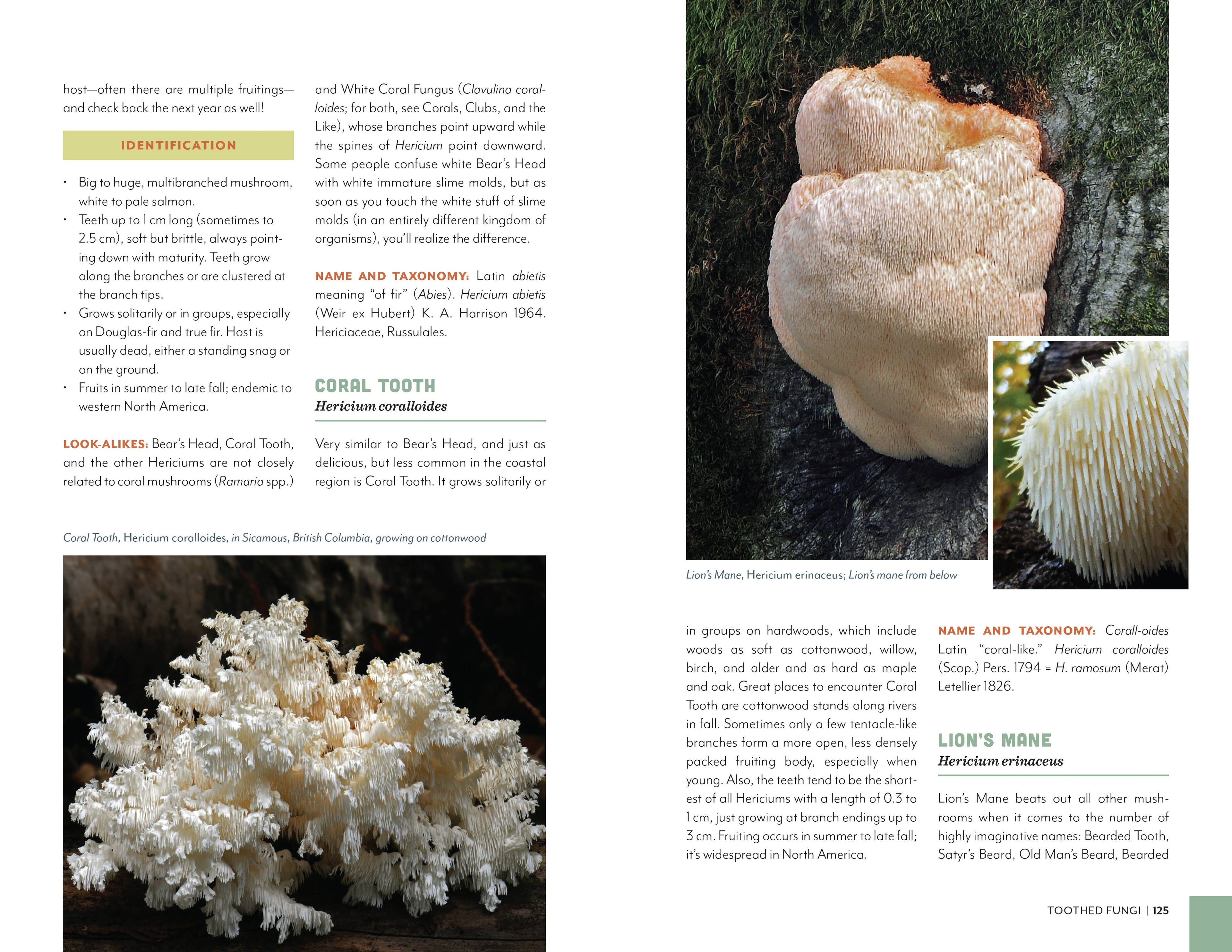 Fruits of the Forest