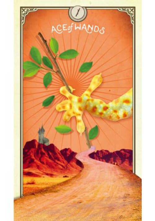 Tarot Of Curious Creatures Cards And Guidebook Hay House