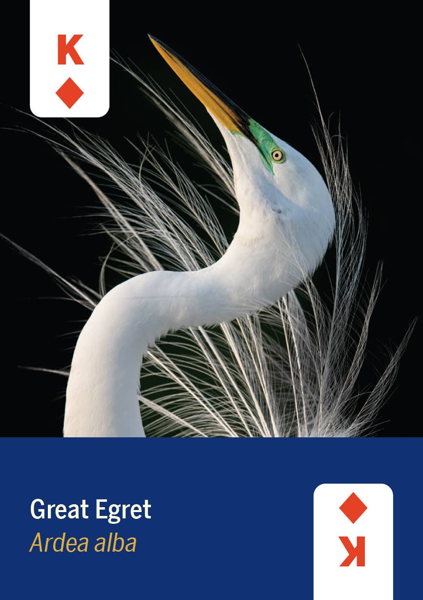 Birds of North America Card Deck