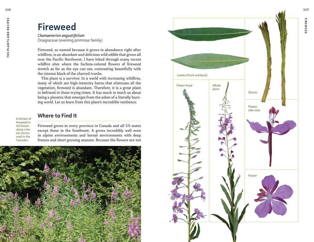 Edible Plants of the Pacific Northwest