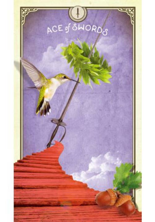Tarot Of Curious Creatures Cards And Guidebook Hay House