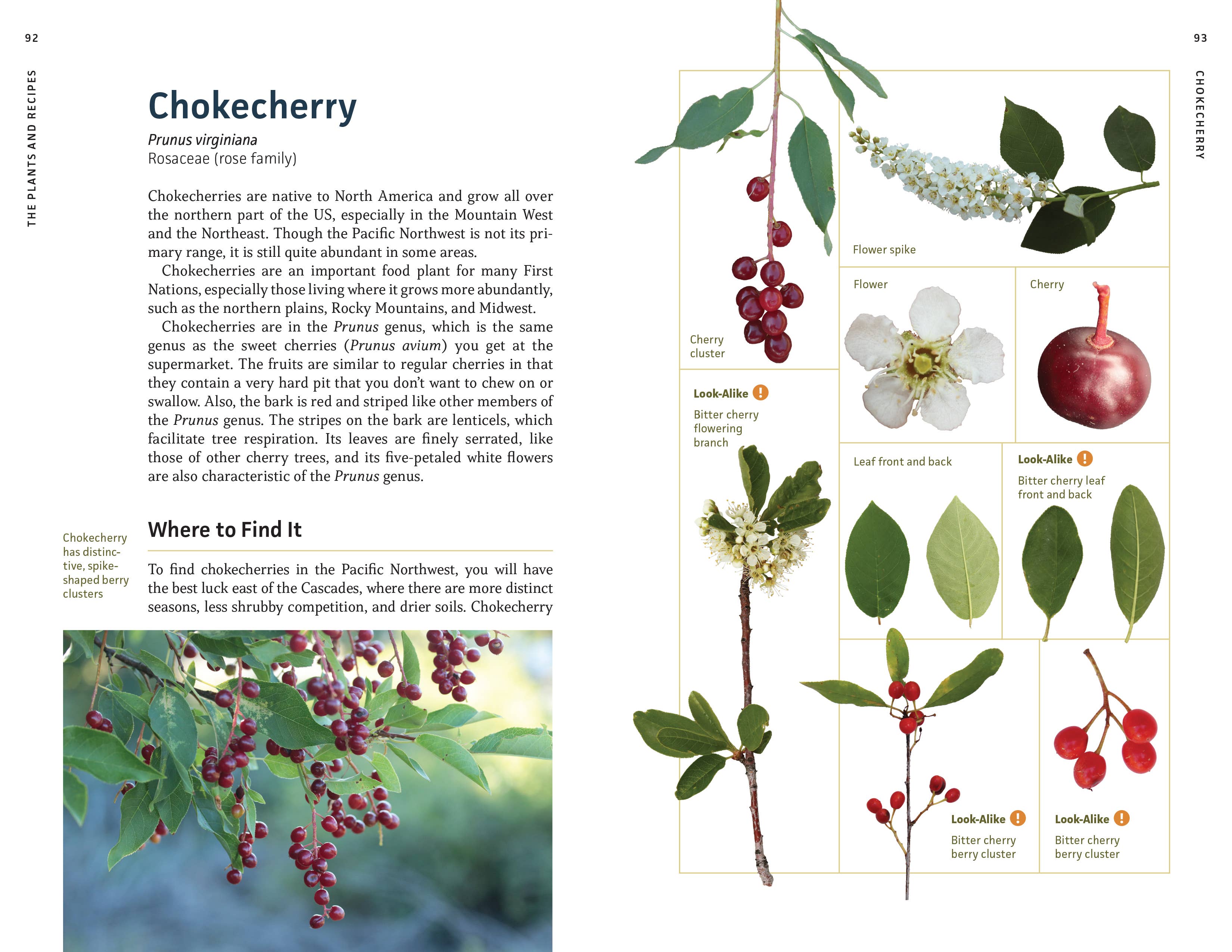Edible Plants of the Pacific Northwest