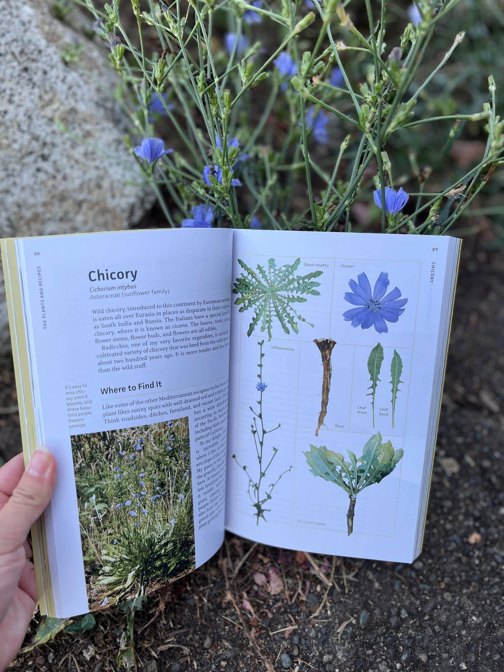 Edible Plants of the Pacific Northwest