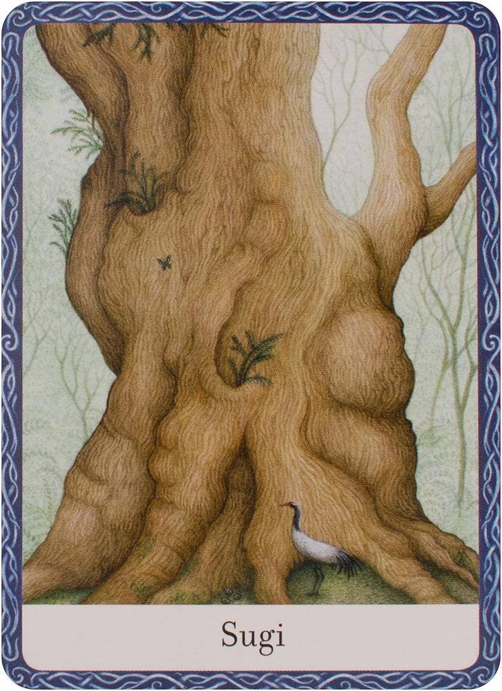 Wisdom Of Trees Oracle Cards Watkins Publishing