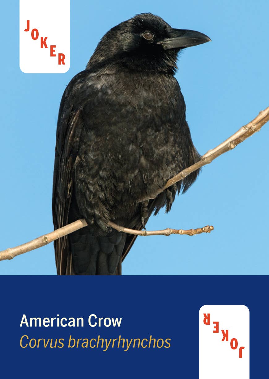 Birds of North America Card Deck