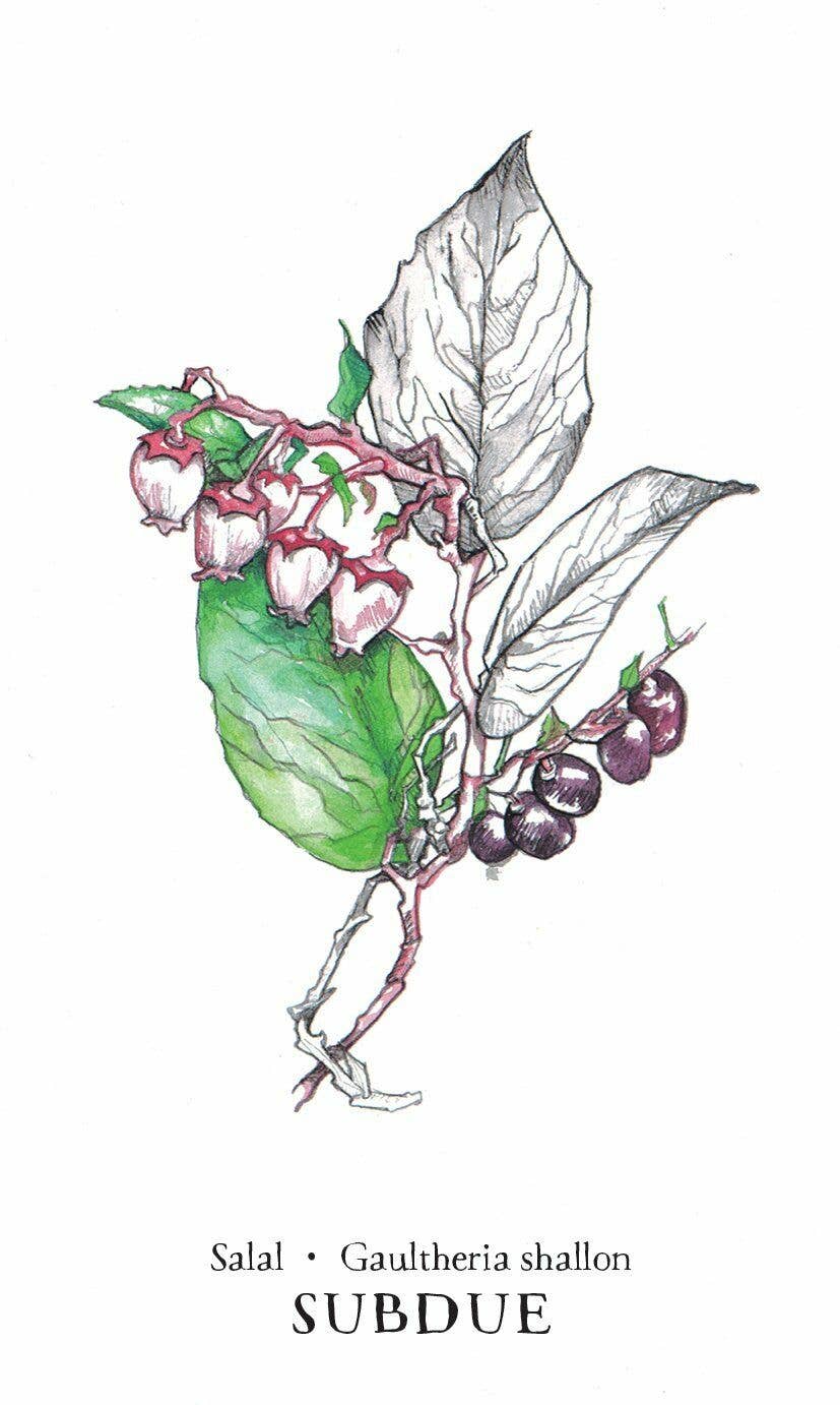 Hedgewitch Botanical Oracle Cards Llewellyn